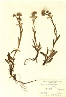 藏品(雪山馬蘭)的圖片